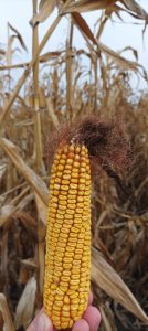 557594663_24734827869503532_1673990905006500350_n