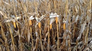 558899728_24734826082837044_2361708915363984699_n